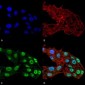 DNMT1 Antibody